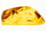 Detailed Fossil Jumping Spider (Salticidae) In Baltic Amber #330729-1